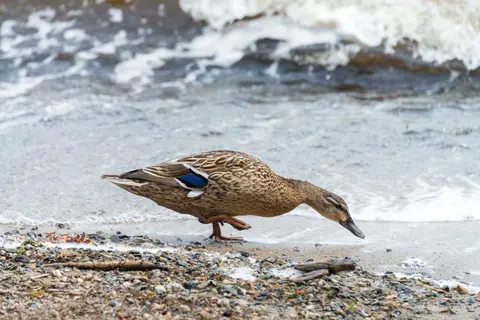 Female Mallard Duck