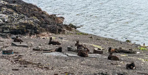 Goat Beach. No sheep allowed.