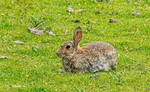 Healthy Rabbit. Kerrera hosts a healthy population of bunnies.
