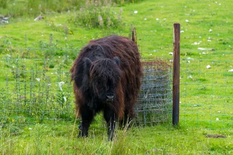 Highland Cattle. An ancient breed known for their hardiness.