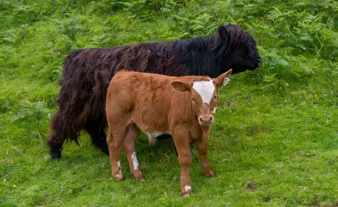 Little Ones