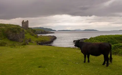 A Cow Surveys It's Castle