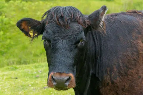 Healthy Cow