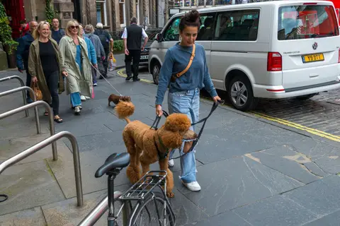 It's a Doggie World