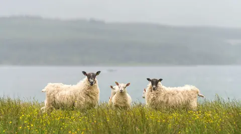 Sheep. Sheep are universally curious for 60 seconds. It takes them that long to work out whether to run away or go back to eating.