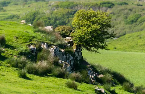 Windswept Tree