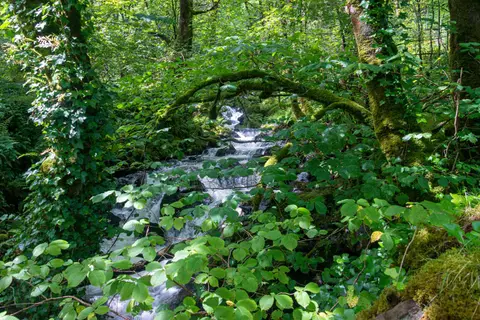 Babbling Brook?. This one roared!