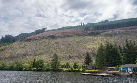 Forestry Blight. The canal and loch edges are preserved but 100m beyond are pine forests