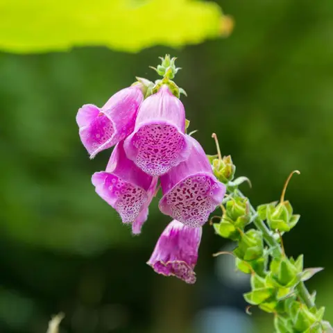 Foxgloves Everywhere