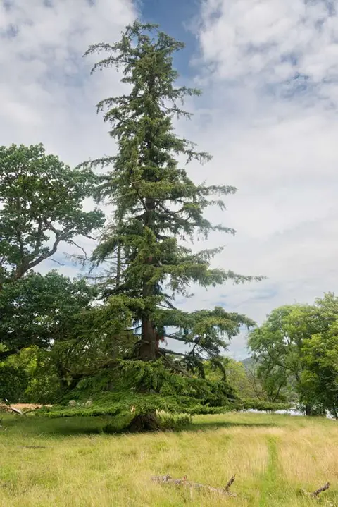 Magnificent Scotch Pine