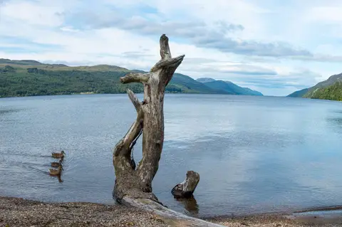 Loch Ness Ducks