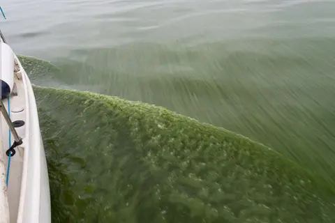 Algae. The cause of the insect explosion.