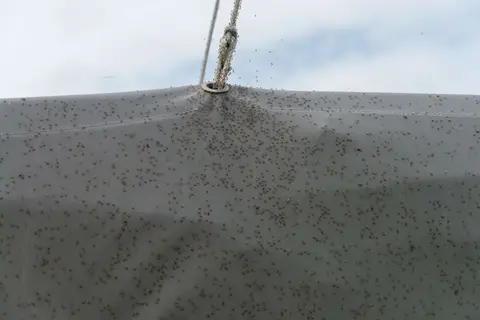 Countless Insects. On the IJselmeer on a still summer day the insect population explodes