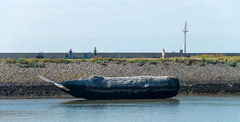 It's a Whale. I think.